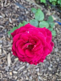 Edelrose Parfuma ® 'Gräfin Diana' ® -Angebote Blumen Takt Store edelrose parfuma graefin diana m056577 1143836 0