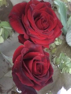 Edelrose Parfuma ® 'Gräfin Diana' ® -Angebote Blumen Takt Store edelrose parfuma graefin diana m056577 1338879 0