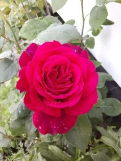 Edelrose Parfuma ® 'Gräfin Diana' ® -Angebote Blumen Takt Store edelrose parfuma graefin diana m056577 193676 0