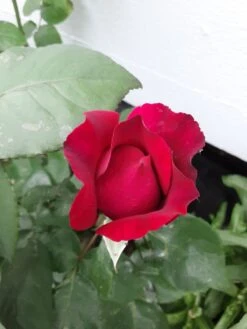 Edelrose Parfuma ® 'Gräfin Diana' ® -Angebote Blumen Takt Store edelrose parfuma graefin diana m056577 193676 1