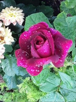 Edelrose Parfuma ® 'Gräfin Diana' ® -Angebote Blumen Takt Store edelrose parfuma graefin diana m056577 626058 2