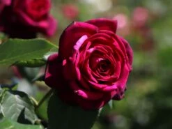 Edelrose Parfuma ® 'Gräfin Diana' ®