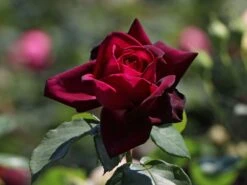 Edelrose Parfuma ® 'Gräfin Diana' ® -Angebote Blumen Takt Store edelrose parfuma graefin diana m056577 w 3