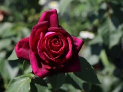 Edelrose Parfuma ® 'Gräfin Diana' ® -Angebote Blumen Takt Store edelrose parfuma graefin diana m056577 w 4