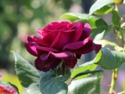 Edelrose Parfuma ® 'Gräfin Diana' ® -Angebote Blumen Takt Store edelrose parfuma graefin diana m056577 w 5