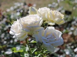 Edelrose Parfuma ® 'Madame Anisette' ® -Angebote Blumen Takt Store edelrose parfuma madame anisette m099187 w 4