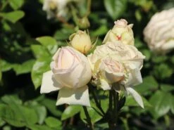 Edelrose Parfuma ® 'Madame Anisette' ® -Angebote Blumen Takt Store edelrose parfuma madame anisette m099187 w 6