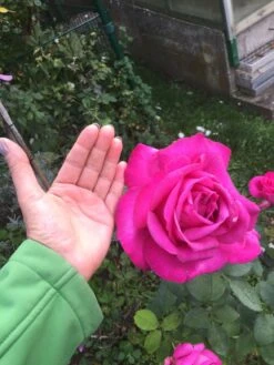 Edelrose 'Parole' ® -Angebote Blumen Takt Store edelrose parole m006084 1338879 0