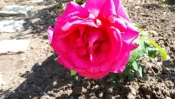 Edelrose 'Parole' ® -Angebote Blumen Takt Store edelrose parole m006084 365836 0