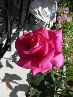 Edelrose 'Parole' ® -Angebote Blumen Takt Store edelrose parole m006084 411240 0