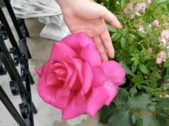 Edelrose 'Parole' ® -Angebote Blumen Takt Store edelrose parole m006084 411240 1