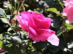 Edelrose 'Parole' ® -Angebote Blumen Takt Store edelrose parole m006084 w 1