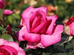 Edelrose 'Parole' ® -Angebote Blumen Takt Store edelrose parole m006084 w 3