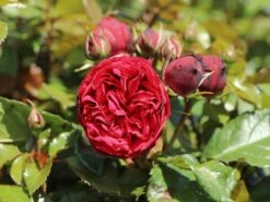 Edelrose 'Piano' ® -Angebote Blumen Takt Store edelrose piano m054944 w 0