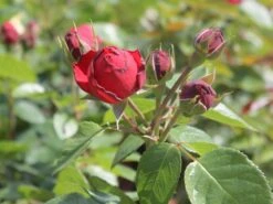 Edelrose 'Piano' ® -Angebote Blumen Takt Store edelrose piano m054944 w 1