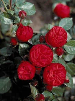 Edelrose 'Piano' ® -Angebote Blumen Takt Store edelrose piano m054944 w 2