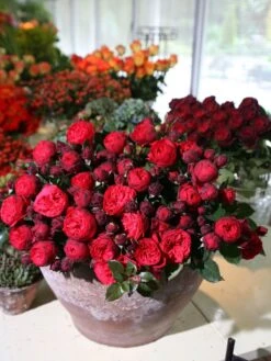 Edelrose 'Piano' ® -Angebote Blumen Takt Store edelrose piano m054944 w 3