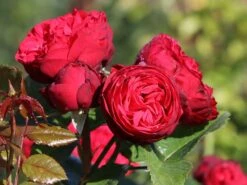 Edelrose 'Piano' ® -Angebote Blumen Takt Store edelrose piano m054944 w 4