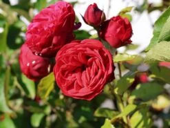 Edelrose 'Piano' ® -Angebote Blumen Takt Store edelrose piano m054944 w 5