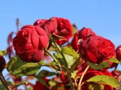 Edelrose 'Piano' ® -Angebote Blumen Takt Store edelrose piano m054944 w 6