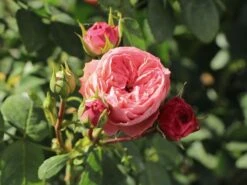 Edelrose 'Playful Rokoko' ® / Noblesse® Spray-Rose -Angebote Blumen Takt Store edelrose playful rokoko noblesse spray rose m101970 w 1
