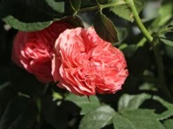 Edelrose 'Playful Rokoko' ® / Noblesse® Spray-Rose -Angebote Blumen Takt Store edelrose playful rokoko noblesse spray rose m101970 w 2