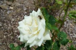 Edelrose 'Polarstern' ® -Angebote Blumen Takt Store edelrose polarstern m005964 892028 0