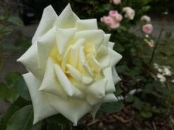 Edelrose 'Polarstern' ® -Angebote Blumen Takt Store edelrose polarstern m005964 908161 0