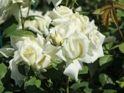 Edelrose 'Polarstern' ® -Angebote Blumen Takt Store edelrose polarstern m005964 w 10