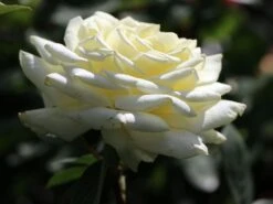 Edelrose 'Polarstern' ® -Angebote Blumen Takt Store edelrose polarstern m005964 w 2