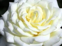 Edelrose 'Polarstern' ® -Angebote Blumen Takt Store edelrose polarstern m005964 w 3