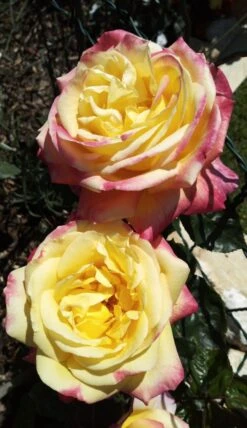 Edelrose 'Oriental Peace' ® -Angebote Blumen Takt Store edelrose pullmann orient express m056203 1385065 0