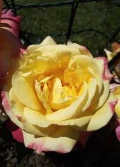 Edelrose 'Oriental Peace' ® -Angebote Blumen Takt Store edelrose pullmann orient express m056203 1385065 1