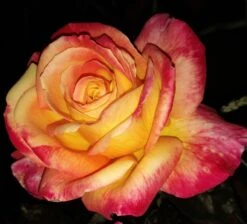 Edelrose 'Oriental Peace' ® -Angebote Blumen Takt Store edelrose pullmann orient express m056203 1385065 2