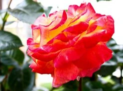 Edelrose 'Oriental Peace' ® -Angebote Blumen Takt Store edelrose pullmann orient express m056203 823480 1