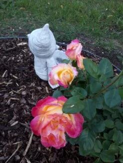 Edelrose 'Oriental Peace' ® -Angebote Blumen Takt Store edelrose pullmann orient express m056203 908796 0