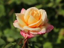 Edelrose 'Oriental Peace' ® -Angebote Blumen Takt Store edelrose pullmann orient express m056203 w 0