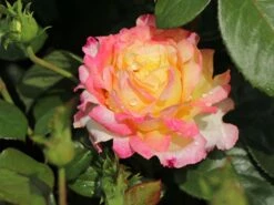 Edelrose 'Oriental Peace' ® -Angebote Blumen Takt Store edelrose pullmann orient express m056203 w 3