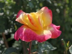 Edelrose 'Oriental Peace' ® -Angebote Blumen Takt Store edelrose pullmann orient express m056203 w 4