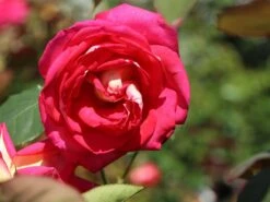 Edelrose 'Rebecca' ® -Angebote Blumen Takt Store edelrose rebecca m005966 w 11