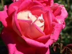 Edelrose 'Rebecca' ® -Angebote Blumen Takt Store edelrose rebecca m005966 w 2