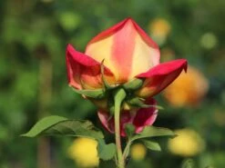 Edelrose 'Rebecca' ® -Angebote Blumen Takt Store edelrose rebecca m005966 w 4