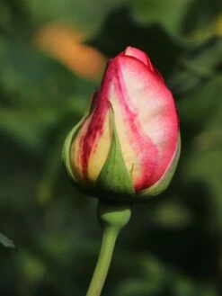 Edelrose 'Rebecca' ® -Angebote Blumen Takt Store edelrose rebecca m005966 w 6