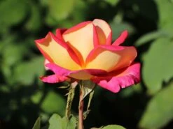 Edelrose 'Rebecca' ® -Angebote Blumen Takt Store edelrose rebecca m005966 w 8