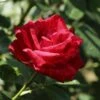 Edelrose 'Red Intuition' ®