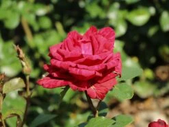 Edelrose 'Red Intuition' ® -Angebote Blumen Takt Store edelrose red intuition m122078 w 1