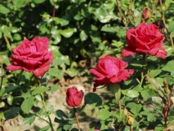 Edelrose 'Red Intuition' ® -Angebote Blumen Takt Store edelrose red intuition m122078 w 2