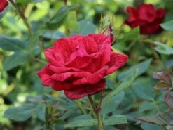Edelrose 'Red Intuition' ® -Angebote Blumen Takt Store edelrose red intuition m122078 w 3