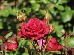 Edelrose 'Red Intuition' ® -Angebote Blumen Takt Store edelrose red intuition m122078 w 4