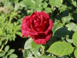 Edelrose 'Red Intuition' ® -Angebote Blumen Takt Store edelrose red intuition m122078 w 5